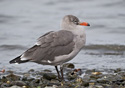 Larus herrmanni